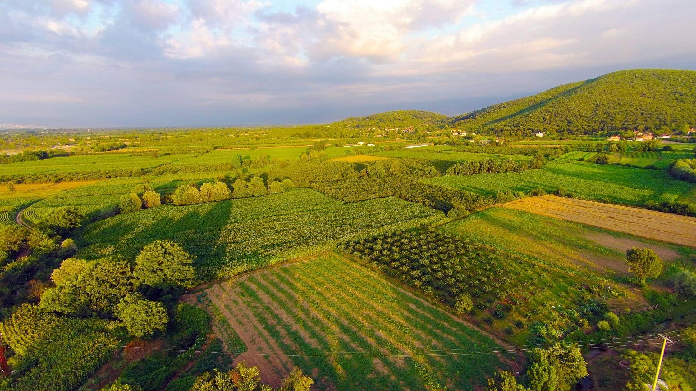Get Ready for Blue Ridge Sprouts!
