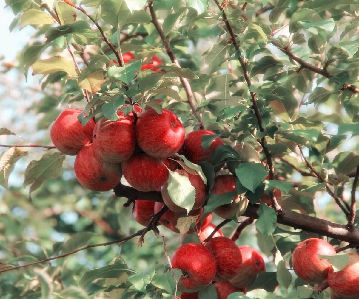 The Best Fall Apples and 3 Great Recipes!