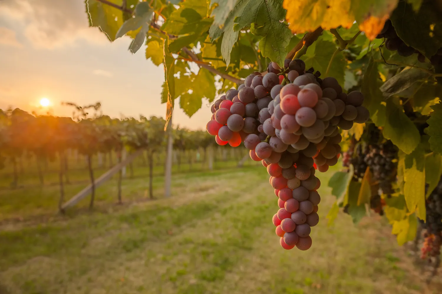 Rooted Stories: Weathering the Season – Barrel Oak Winery