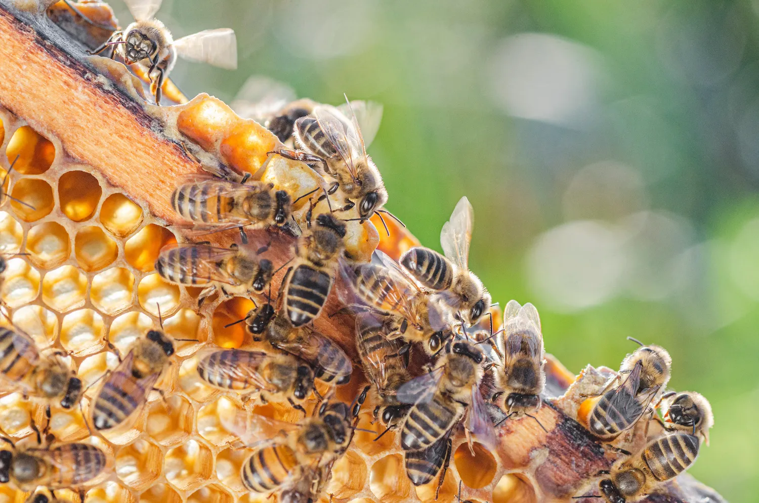 Rooted Stories: Weathering the Season – Edgewood Apiaries & Farm