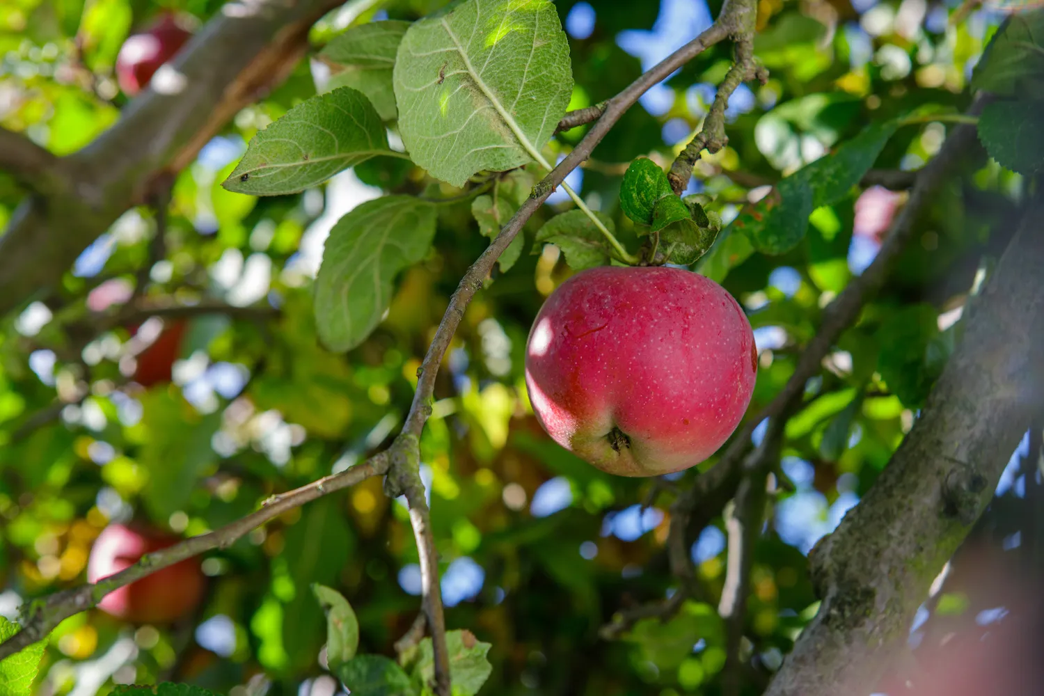 Rooted Stories: Weathering the Season – Mackintosh Fruit Farm