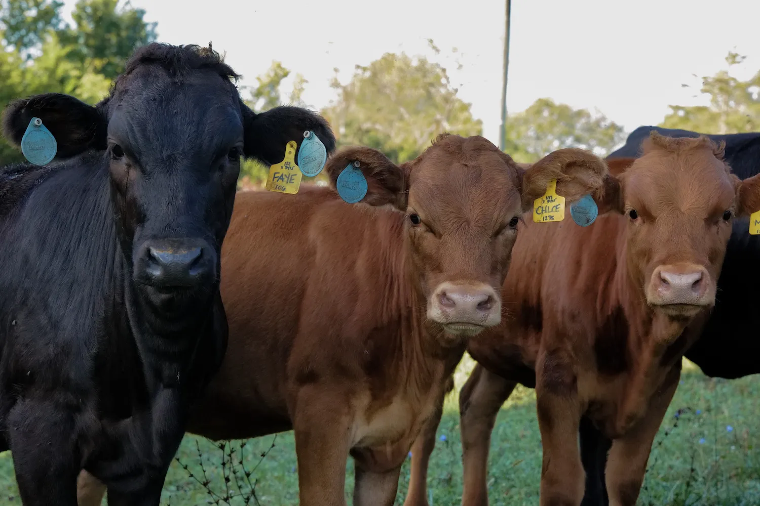 Rooted Stories: Weathering the Season – Villacaro Farms